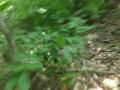 Photo 2015-07-06 14 06 52