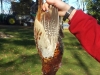 metshu_faisans_2013_010